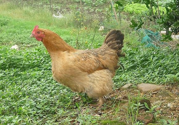 k9雞苗公價格10元/只，附鵝苗批發信息