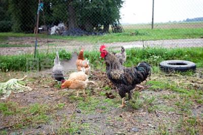 雞苗與鵝苗的培育與養殖要點