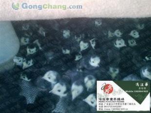 供應馮氏養殖場火雞苗價格與廠家信息