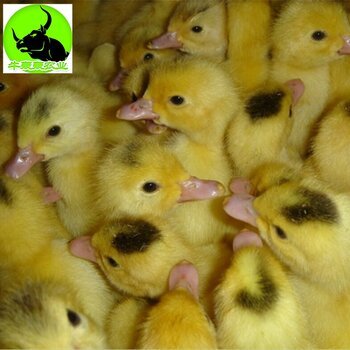 三亞優質黑鴨苗與鵝苗批發指南