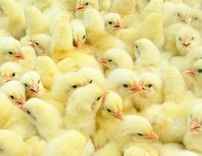 雞苗的供應渠道