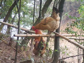 烏龍山土雞與鵝苗 湘西特色禽類的優選產品