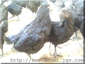 云南黑雞與鴨苗供應 特色養殖的市場前景