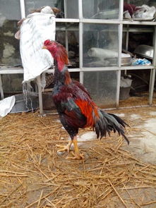 專業賽用禽苗銷售解析 已售大賽雞苗與鴨苗的市場趨勢與培育要點