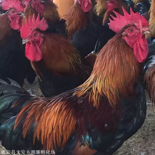 黑瑤雞苗與血毛土雞苗批發(fā)價格解析 抗病力強是亮點，鴨苗市場動態(tài)