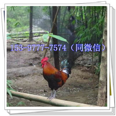 大荔西瓜行情與優(yōu)質鴨苗供應商指南