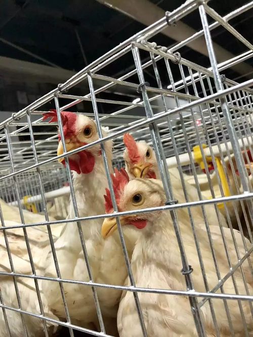 養(yǎng)殖寒冬中的堅守 雞鴨豬接連虧損，春天是否藏在鵝苗里？