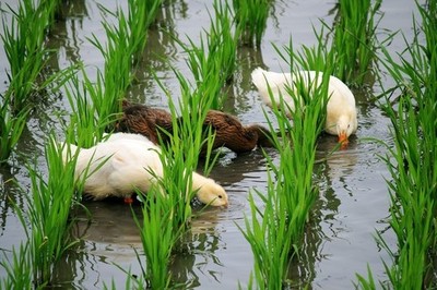 鴨苗與鵝苗 養(yǎng)殖入門指南