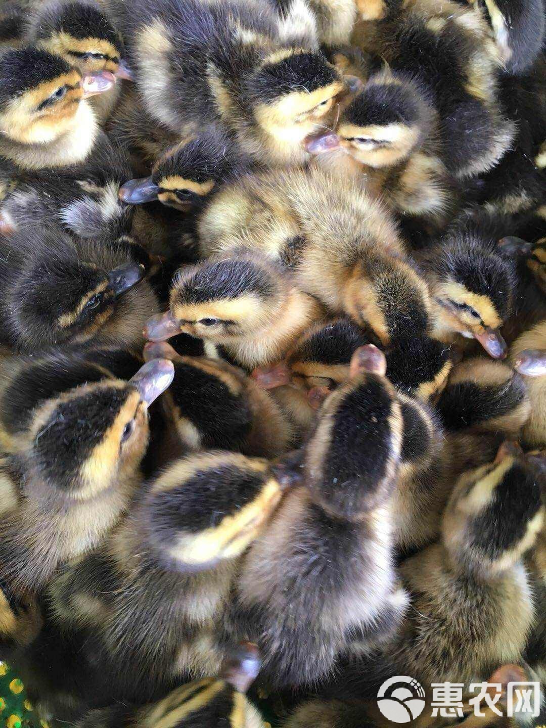 綠頭鴨苗市場觀察 青頭鴨脫溫苗每只15元，養(yǎng)殖前景與選購指南