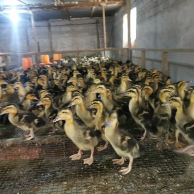 麻鴨苗、水鴨脫溫苗與鵝苗 家禽養(yǎng)殖的選擇與培育指南