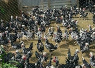 內(nèi)蒙古貴妃雞苗與鵝苗 鄂爾多斯、呼倫貝爾地區(qū)優(yōu)質禽苗資源概覽