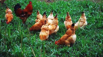 3月6日家禽市場觀察 雞蛋價格持續(xù)弱勢，雞苗市場異軍突起價格上揚