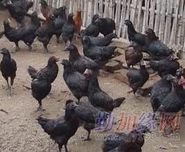 精選綠殼蛋雞苗，信賴四川繁育基地——高效高產(chǎn)之選