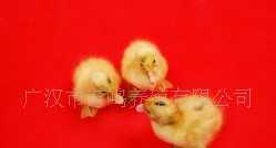 供應優(yōu)質(zhì)芙蓉鴨苗 生長周期短、瘦肉率高的養(yǎng)殖新選擇