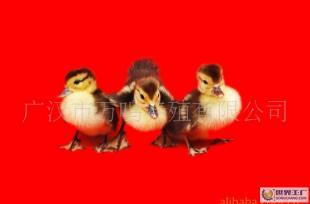 供應超大型健鴨苗（番鴨），品質與實力大不同