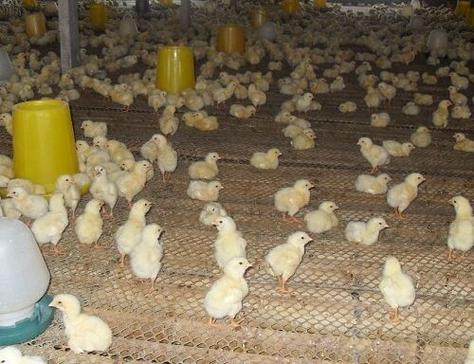 嘉鵬雞苗 品種特性與養(yǎng)殖前景解析