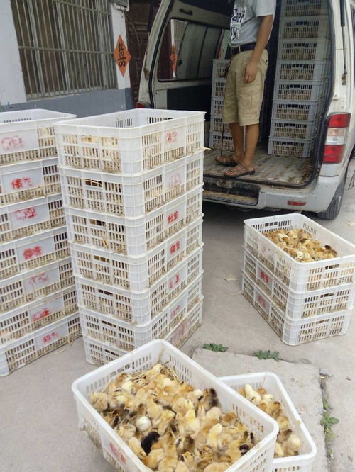 定西土雞苗市場行情分析與選購指南 價格走勢、廠家服務全解析