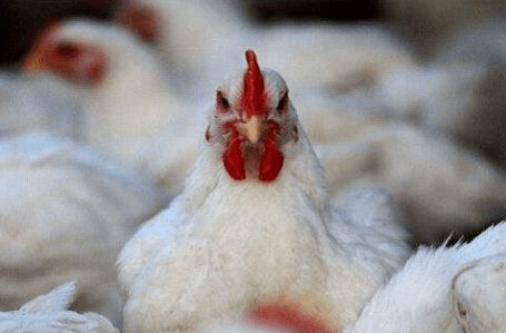 哈爾濱潤恒城節前市場觀察 凍品“狂飆”迎雙節，雞苗毛雞跟漲，鵝苗行情走高