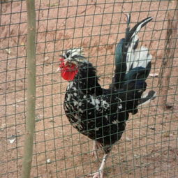 雞苗市場動態 貴妃雞苗批發供應與價格行情分析