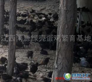 供應江西博源綠殼蛋種雞苗孵化直銷廠 優質種苗，助力農業發展