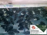 供應云南火雞苗 市場行情、廠家選擇與鴨苗信息參考