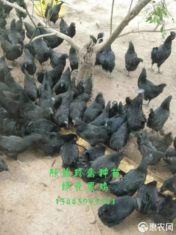 五黑一綠綠殼蛋雞苗與鵝苗 特色養殖的優質選擇與飼養管理