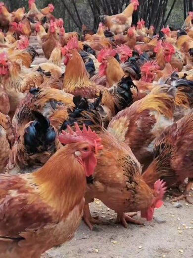 遵義k9黃麻雞苗基地 專注優質雞苗培育，探索禽類養殖新方向