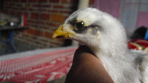 雞苗 現代農業的起點與未來