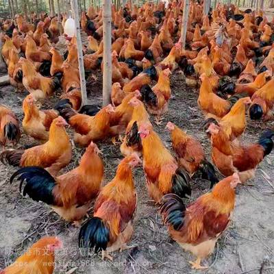 2020年廣西靈山地區雞苗鴨苗價格行情與批發指南