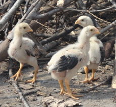 禽業基石 雞苗與鴨苗的培育與管理