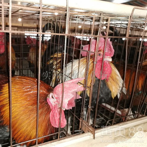 商洛雞苗批發市場行情與鴨苗價格淺析