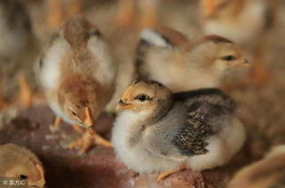 2018年5月30日雞苗主產區市場觀察 挺價意愿強勁，價格走勢與雞價、鴨苗關聯分析