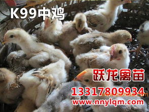 黔西南雞苗與廣西實惠的貴州雞苗 生產、價格及選購指南